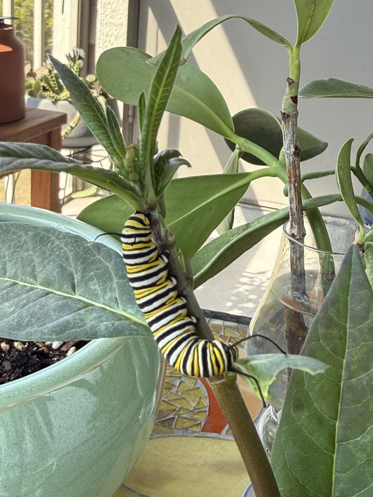 image-20260403164330-12