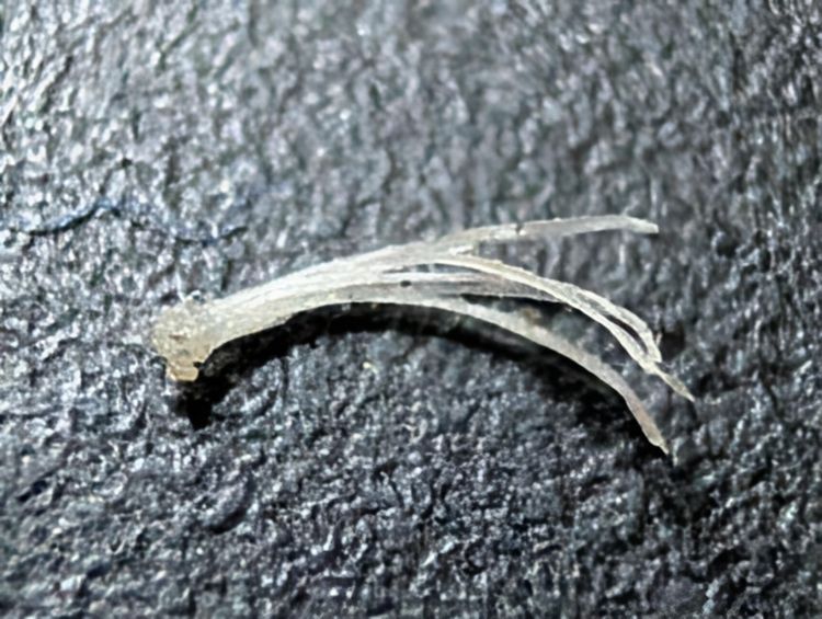 image-20260403164337-14