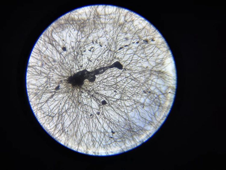 image-20260407130004-7