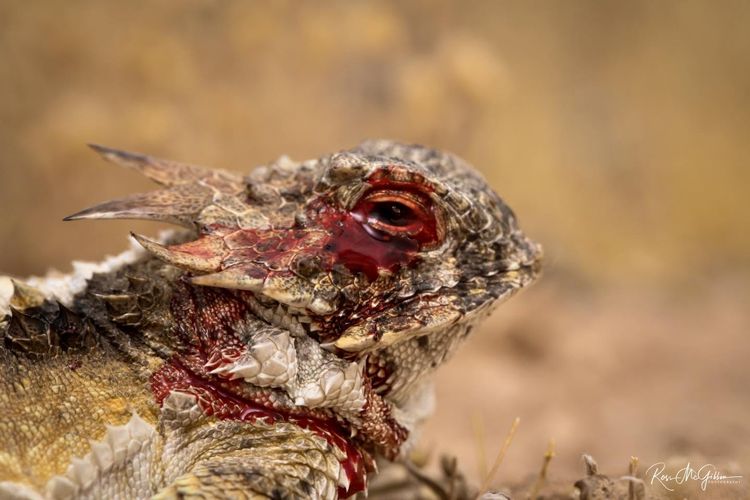 image-20260410161757-13