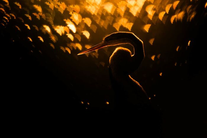 image-20260428171702-4