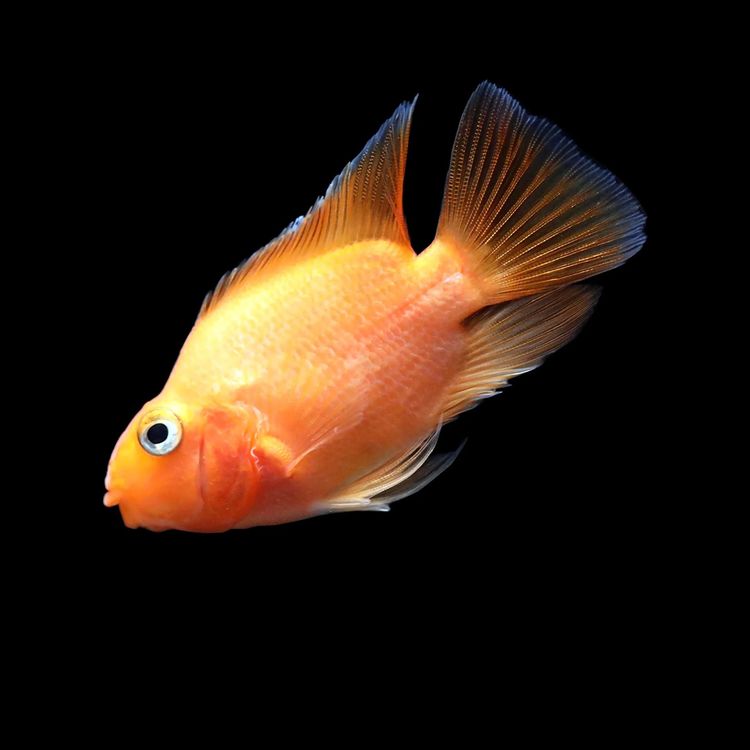 image-20260504170952-10