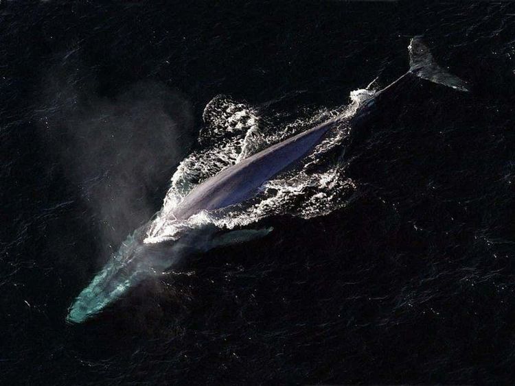 image-20260616174353-9