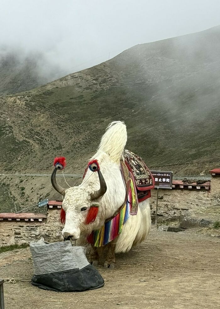 image-20260629155337-1