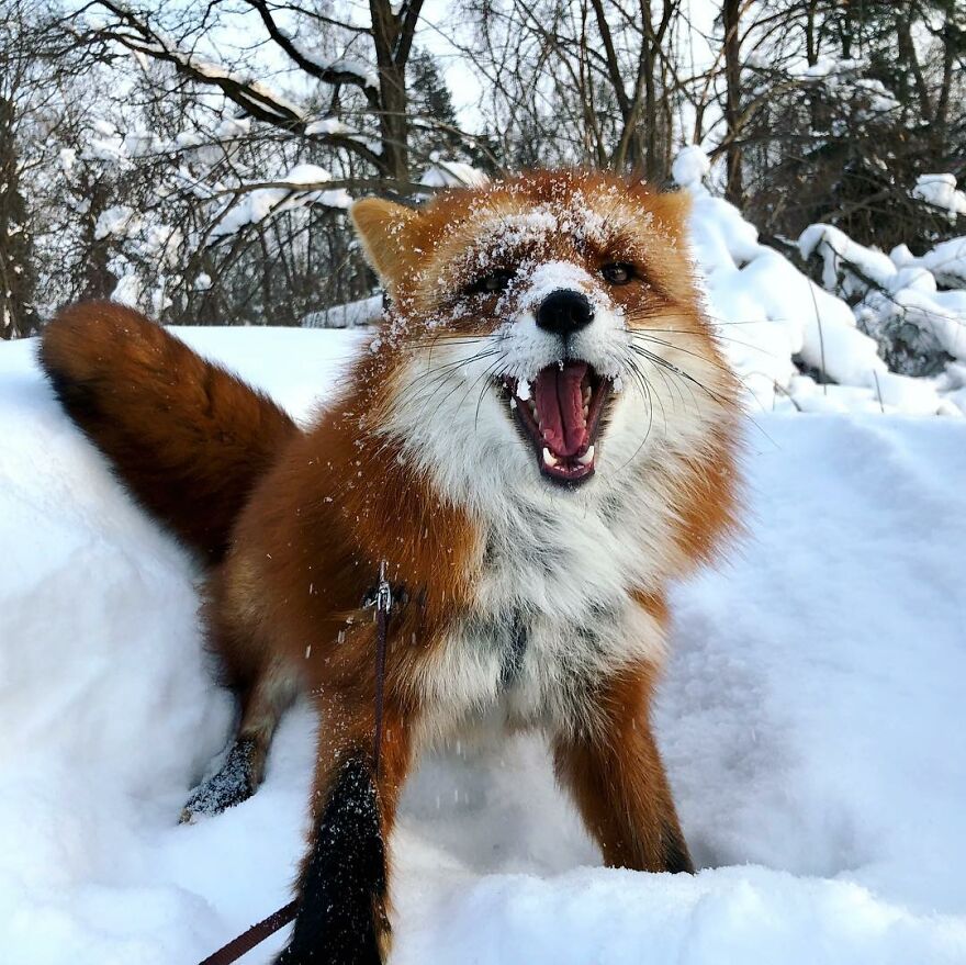 5-years-ago-this-adorable-fox-was-rescued-from-a-fur-market-5fa53b589ef9b  880