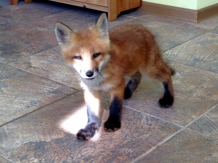 5-years-ago-this-adorable-fox-was-rescued-from-a-fur-market-5fa53b668a409  880