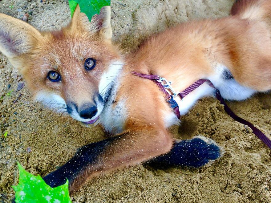 5-years-ago-this-adorable-fox-was-rescued-from-a-fur-market-5fa53b692b606  880