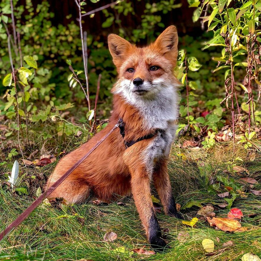 5-years-ago-this-adorable-fox-was-rescued-from-a-fur-market-5fa53b76344cb  880