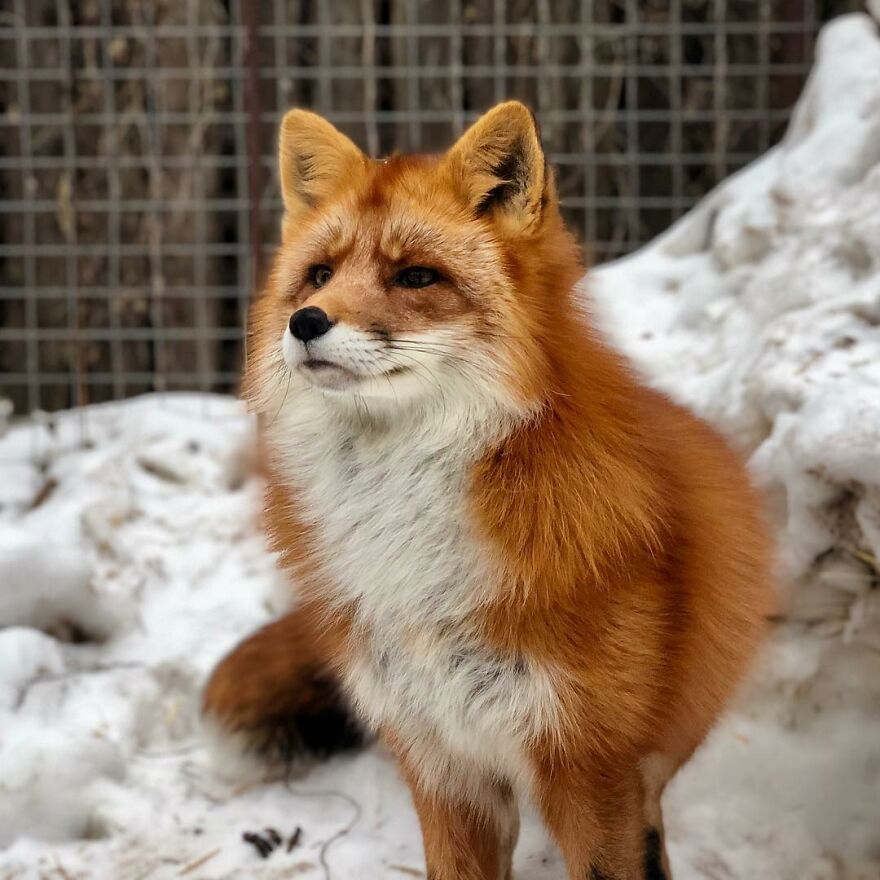 5-years-ago-this-adorable-fox-was-rescued-from-a-fur-market-5fa53ba804f88  880