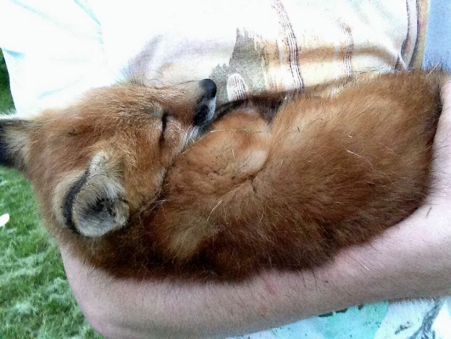 5-years-ago-this-adorable-fox-was-rescued-from-a-fur-market-5fa53bb0e1763  880