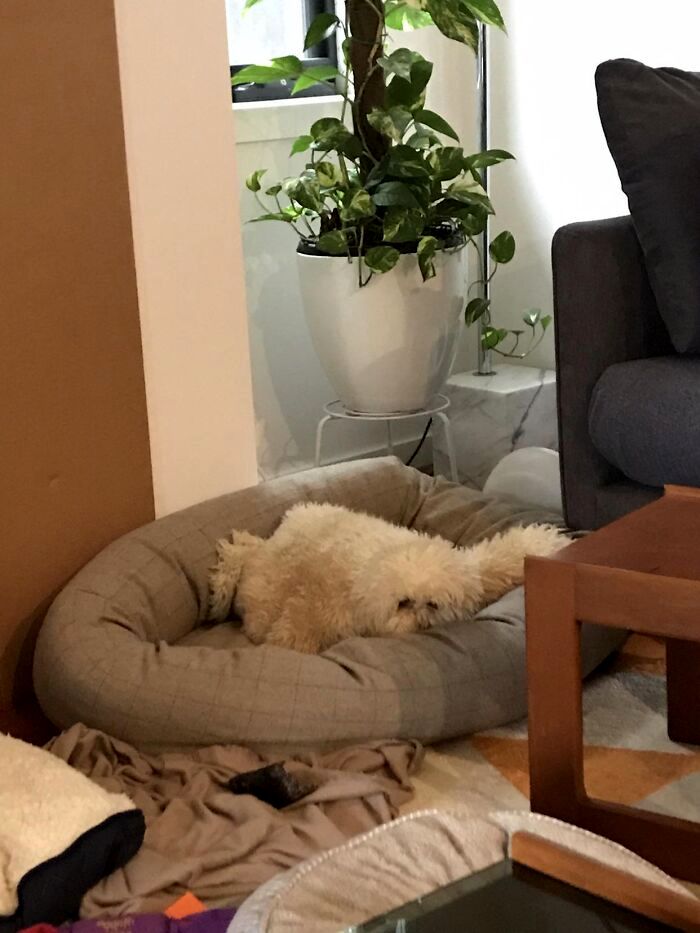 5f8fdabf3493b zqxlq03ekah51  700