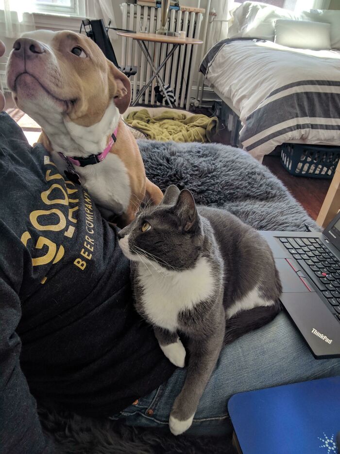 20 питомцев, которые смотрят на своих хозяев с такой любовью, что их ...