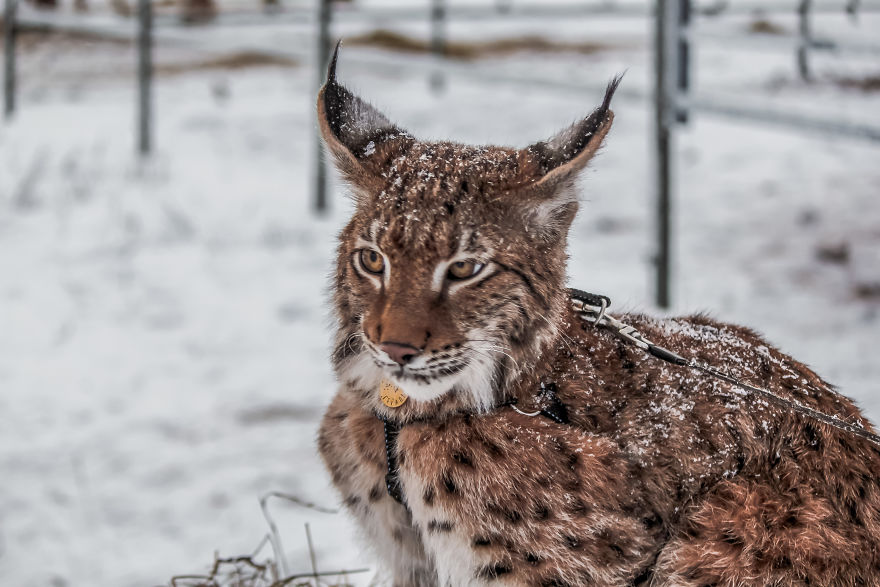 I-rescued-two-lynxes-from-the-fur-farm-5f33ad75547c4  880