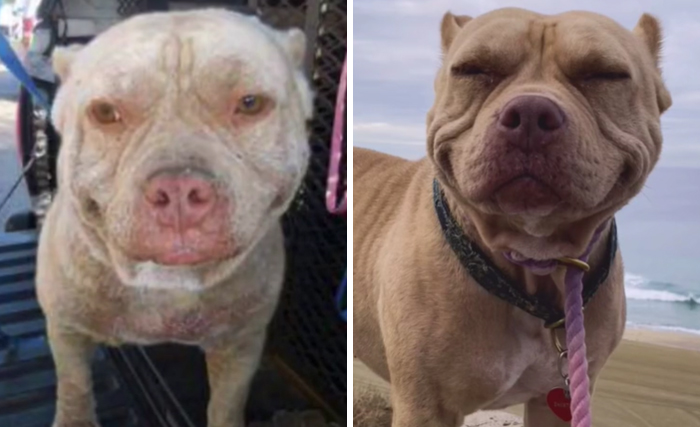 before-after-shelter-dogs-tiktok-3-602b8e5a1faf1  700 0