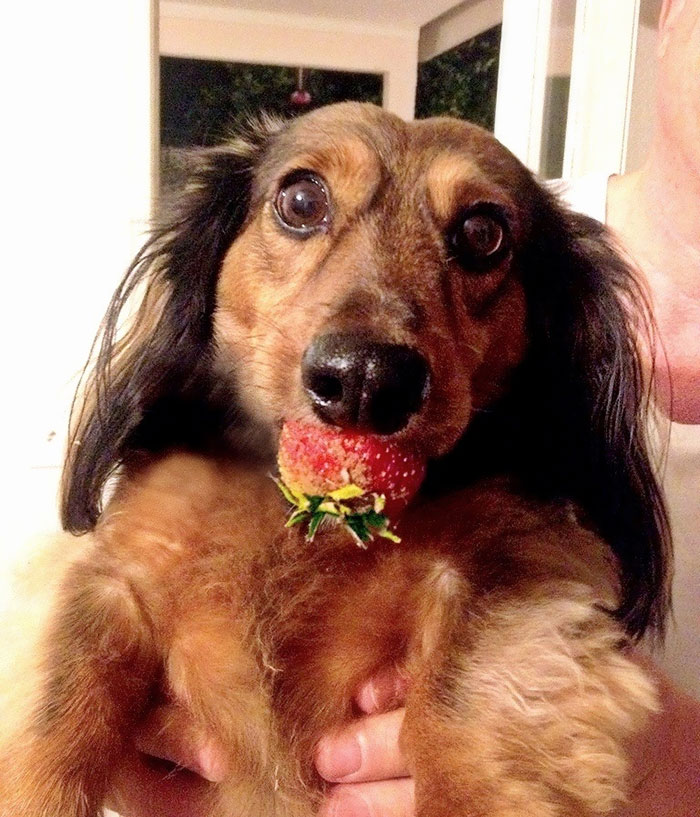 cats-dogs-stealing-food-3-5f4cb7b7321cb  700