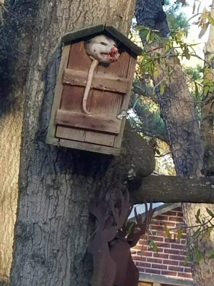 crappy-funny-wildlife-photography-124-60057c40ed6d3  700