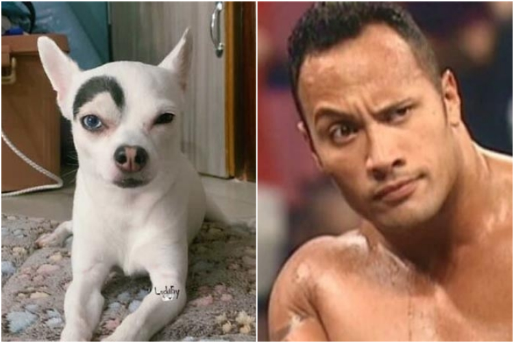 dogs-look-alike-challenge-vinegret-20