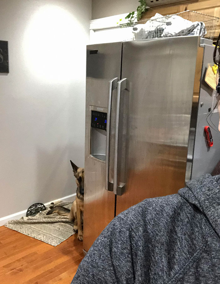 peeping-dogs-109-60001f9d47d0a  700