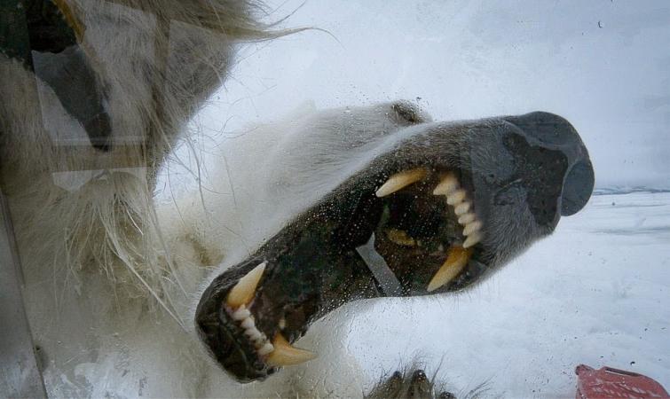 Журналист спрятался от белого медведя в прозрачном боксе, но тот и не думал уходить белый медведь, журналист и белый медведь, белый медведь с близкого расстояния, белый медведь видео