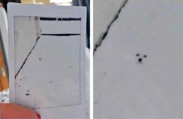 способности животных, милые животные, гифки с животными, смешные гифки с животными