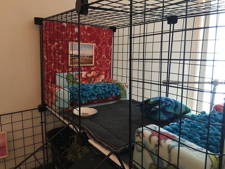 Люди, которые вывели уход за животными на совершенно смехотворный уровень уход за животными, смешные домашние животные, домашние животные истории