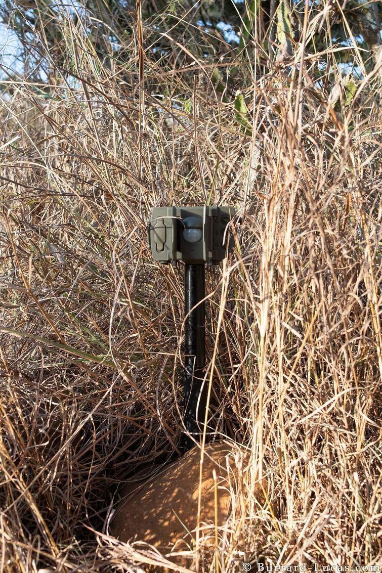 Впервые за 100 лет удалось снять чёрного леопарда в Африке. Спасибо камерам-ловушкам фотографии чёрного леопарда, первые фотографии черного леопарда, фото черного леопарда за 100 лет