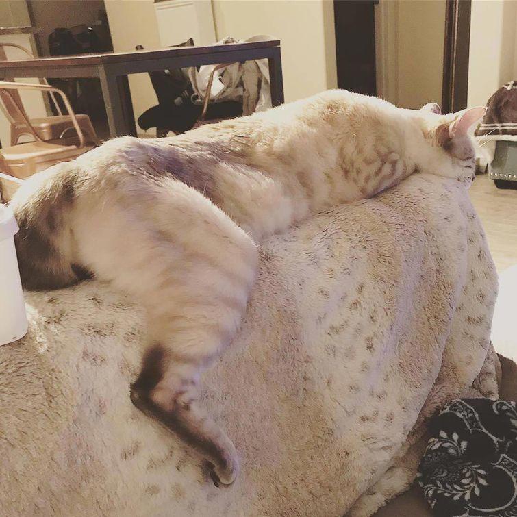 Животные, которые настолько хороши в маскировке, что.. где они вообще? животные замаскировались, животные маскировка, животные похожие на вещи, мастера маскировки, животные прикидываются