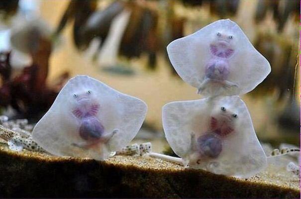  вещи выглядели как еда, деликатесы можно увидеть где угодно