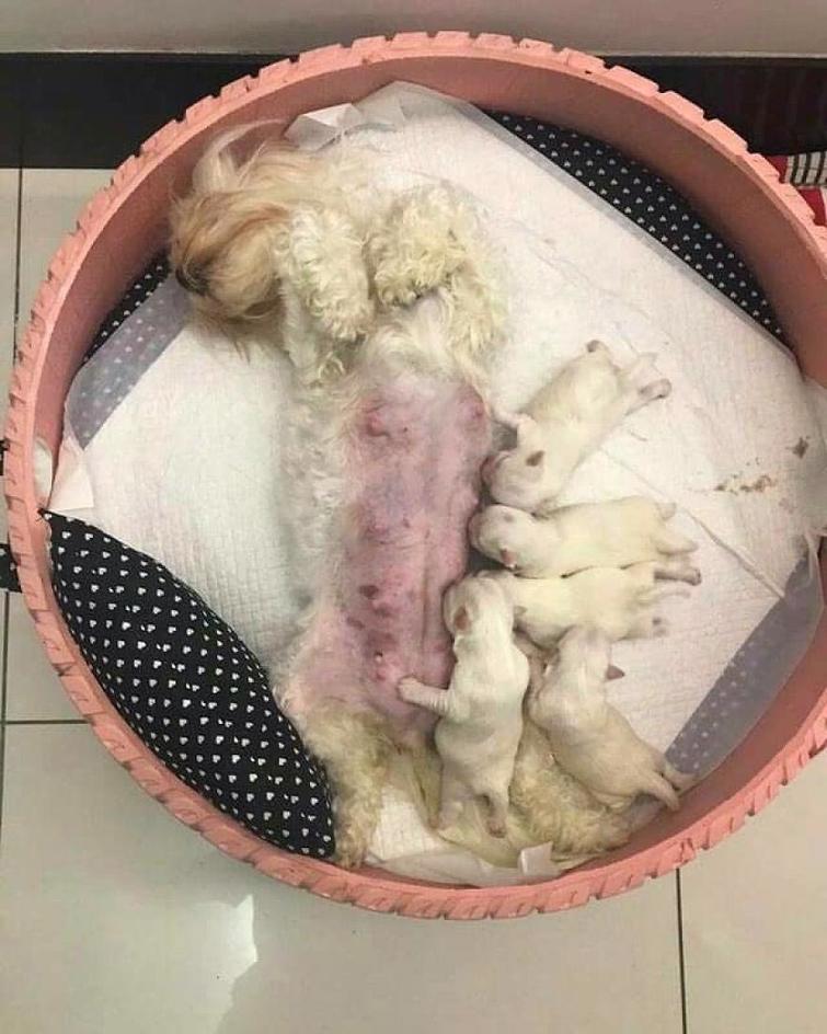 Бразилец превращает старые шины в кровати для животных, Амарилдо Сильва, Amarildo Silva