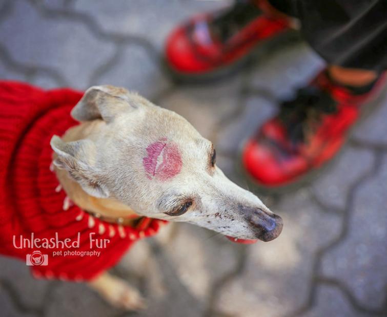 Фотограф снимает пожилых собак, чтобы у владельцев остались самые тёплые воспоминания Фотограф снимает пожилых собак, unleashedfur