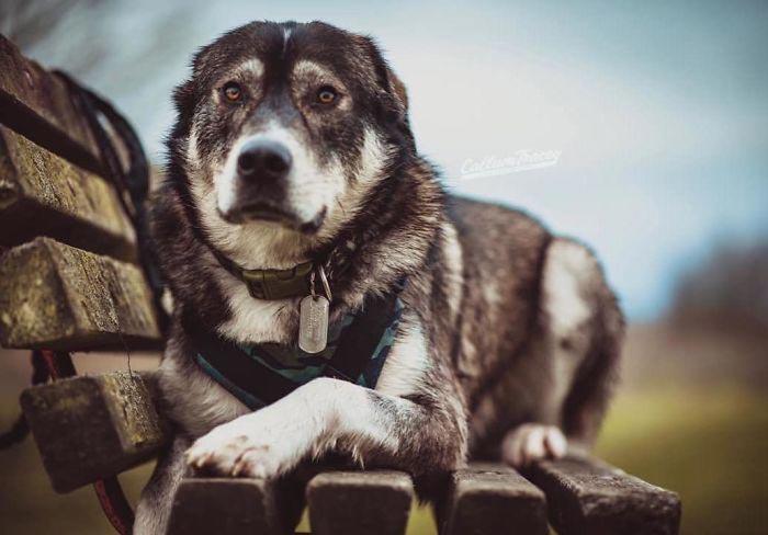 скрещенные породы собак, собаки гибриды, смешанные собаки 