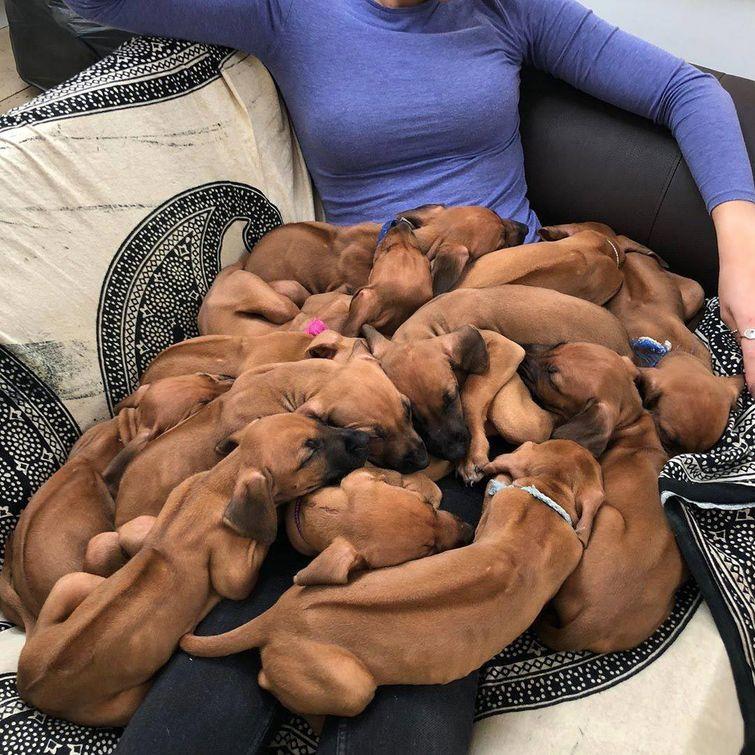 Животные, которые настолько хороши в маскировке, что.. где они вообще? животные замаскировались, животные маскировка, животные похожие на вещи, мастера маскировки, животные прикидываются