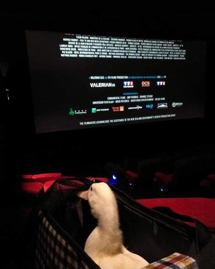 Женщина купила яйцо во вьетнамском ресторане, и сегодня у нее живёт лучший питомец из всех Женщина купила яйцо во вьетнамском ресторане, Эрика Лим, Erica Lim