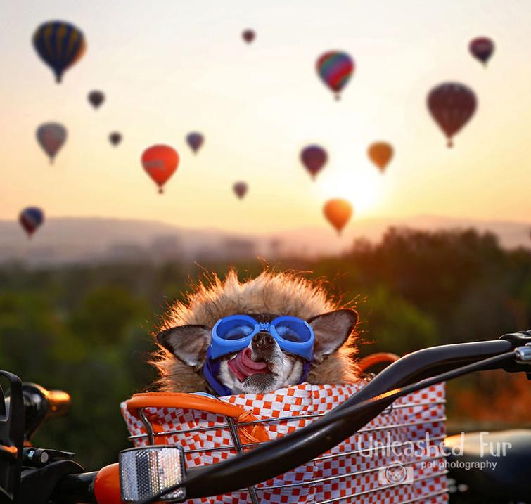 Фотограф снимает пожилых собак, чтобы у владельцев остались самые тёплые воспоминания Фотограф снимает пожилых собак, unleashedfur