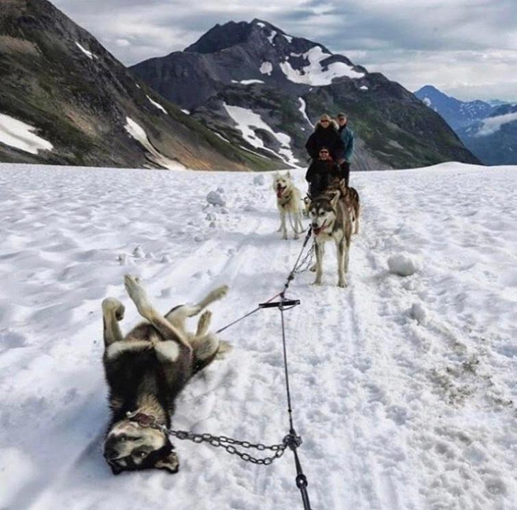 животные идиоты, животные придурки, животные вели себя как полные идиоты