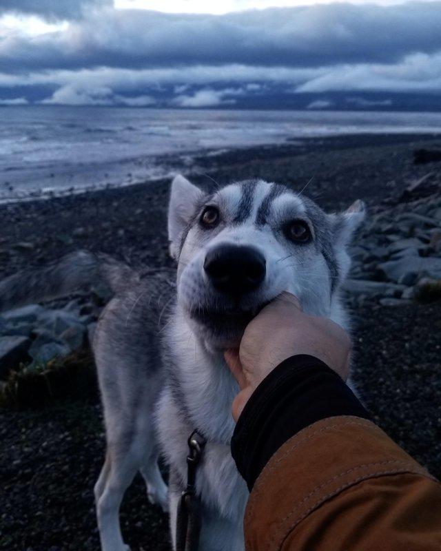 пушистые лапусики, Животные милашки