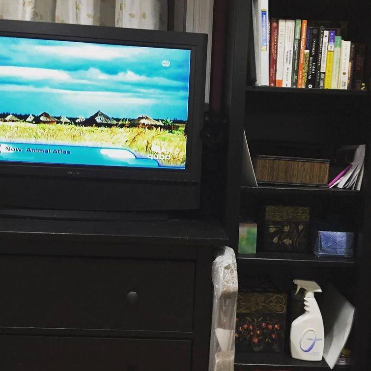 Животные, которые настолько хороши в маскировке, что.. где они вообще? животные замаскировались, животные маскировка, животные похожие на вещи, мастера маскировки, животные прикидываются