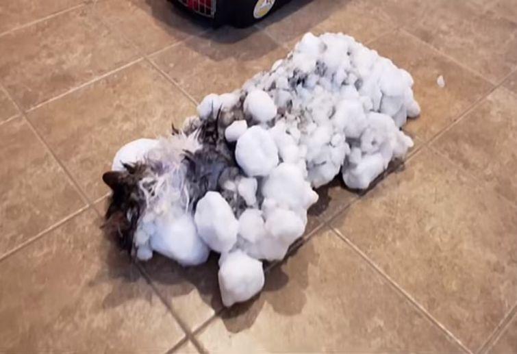 кошка в снегу, спасли кошку из под снега, кошка под снегом, достали кошку из-под снега