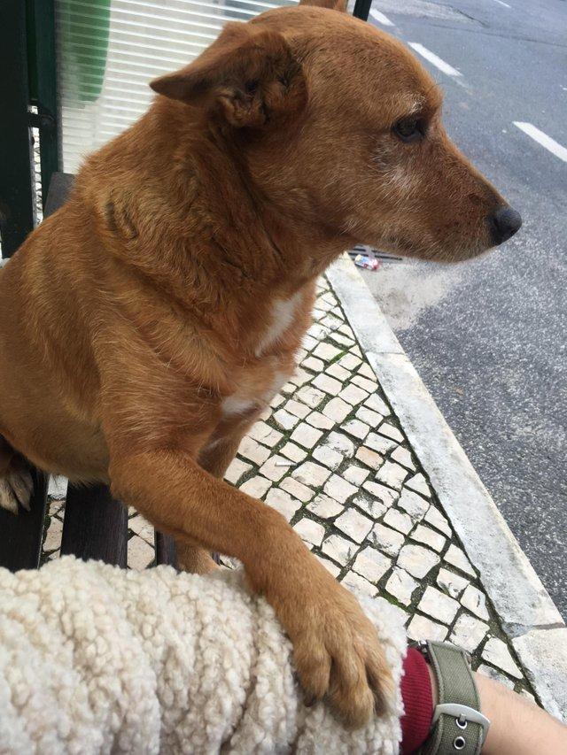 пушистые лапусики, Животные милашки