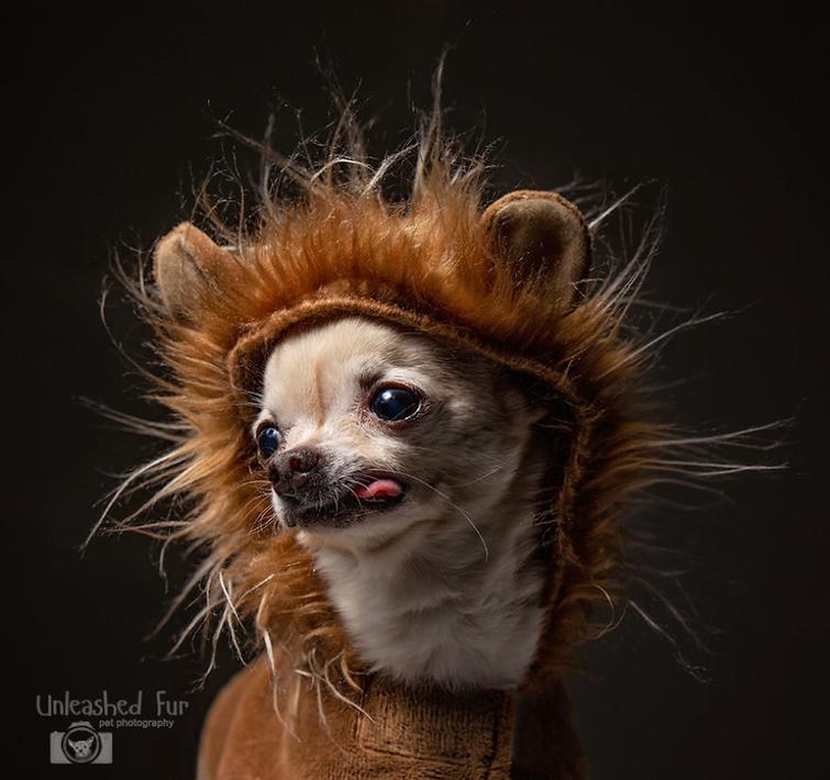 Фотограф снимает пожилых собак, чтобы у владельцев остались самые тёплые воспоминания Фотограф снимает пожилых собак, unleashedfur