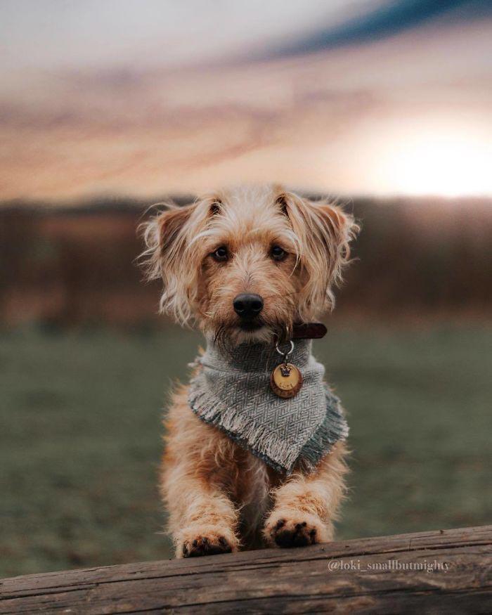 скрещенные породы собак, собаки гибриды, смешанные собаки 