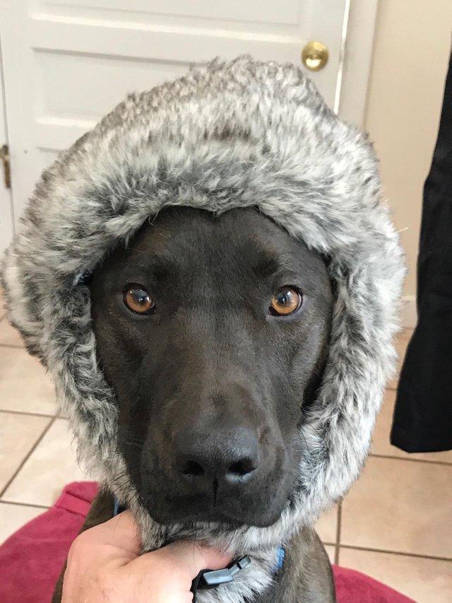 пушистые лапусики, Животные милашки