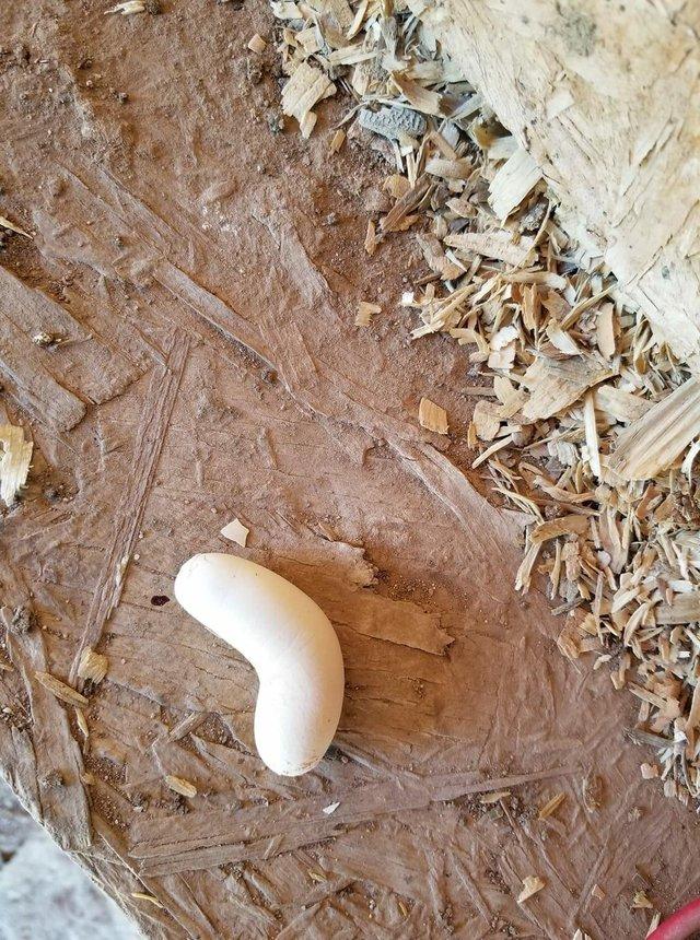 25 странных яиц, которые наверняка удивили даже птиц, которые их снесли странные яйца, странные яйца которые удивили птиц которые их снесли