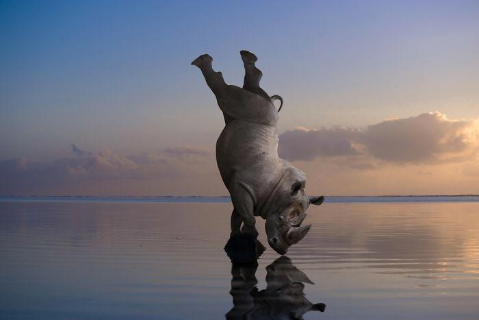 Художник показывает тайную жизнь диких животных,  Томас Субтиль, Thomas Subtil