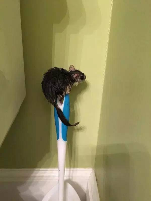 что это за вещи, странные вещи, фото странных вещей, происхождение странных вещей