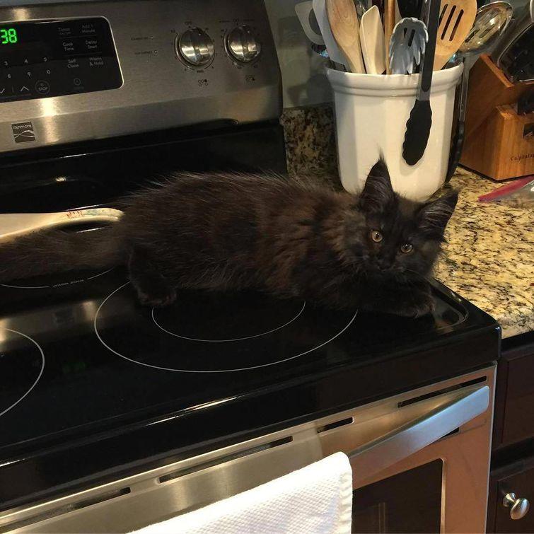 Животные, которые настолько хороши в маскировке, что.. где они вообще? животные замаскировались, животные маскировка, животные похожие на вещи, мастера маскировки, животные прикидываются