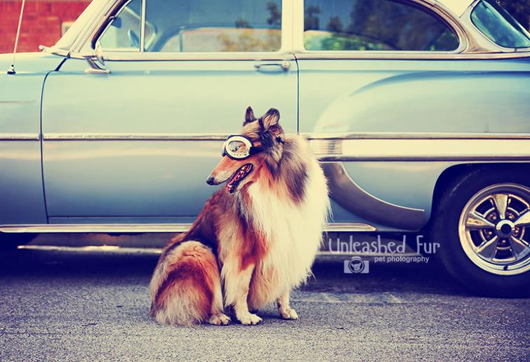 Фотограф снимает пожилых собак, чтобы у владельцев остались самые тёплые воспоминания Фотограф снимает пожилых собак, unleashedfur