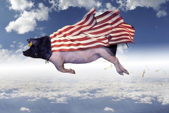 Художник показывает тайную жизнь диких животных,  Томас Субтиль, Thomas Subtil