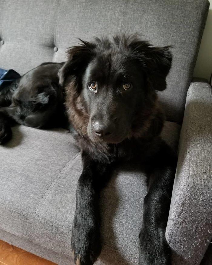 скрещенные породы собак, собаки гибриды, смешанные собаки 