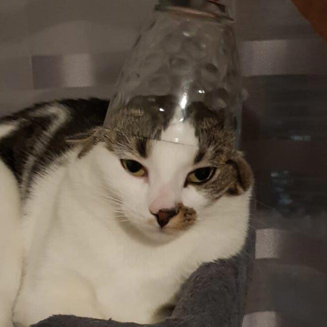 животные идиоты, животные придурки, животные вели себя как полные идиоты